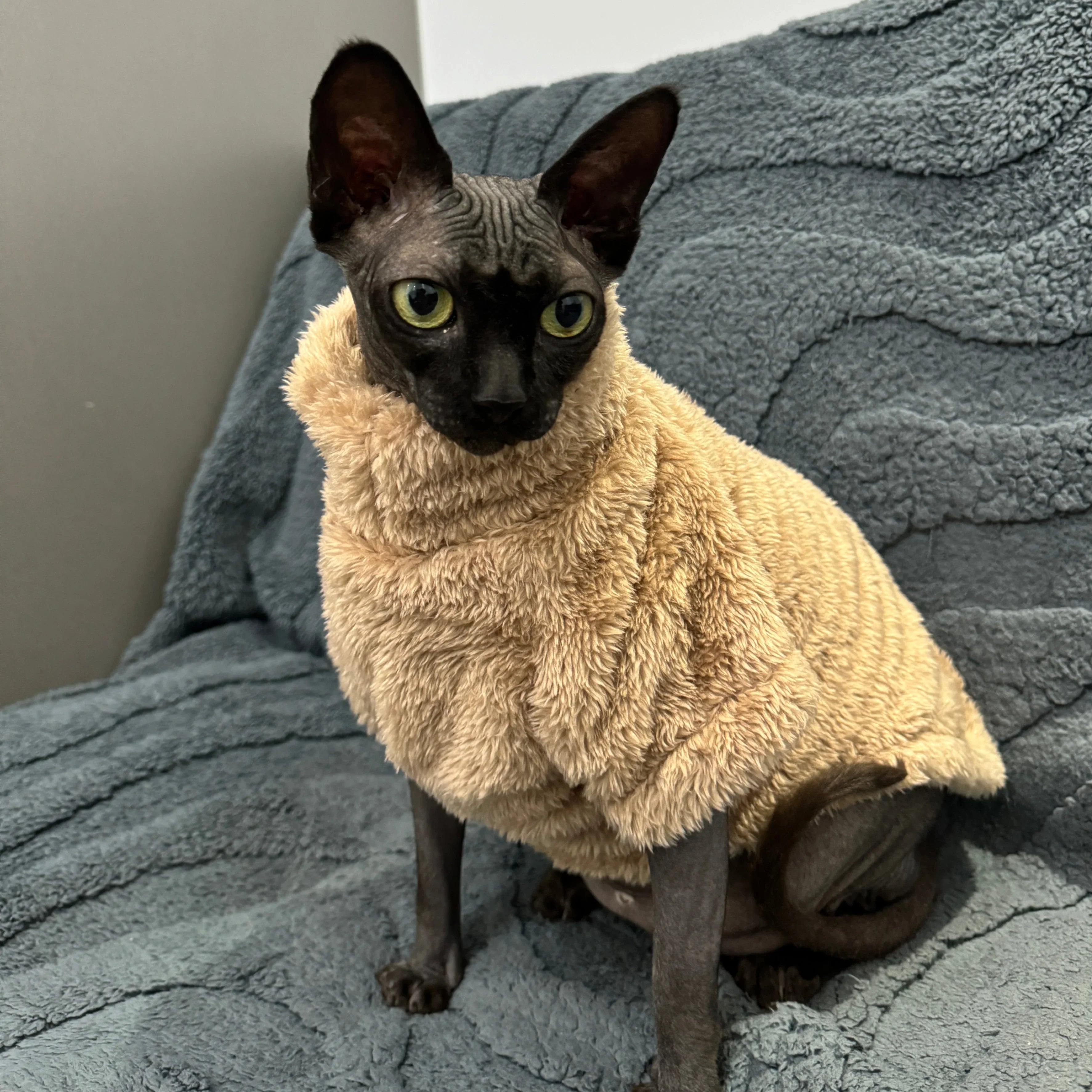 Cat Sweater Warm Velvet Vest for Small & Hairless Cats
